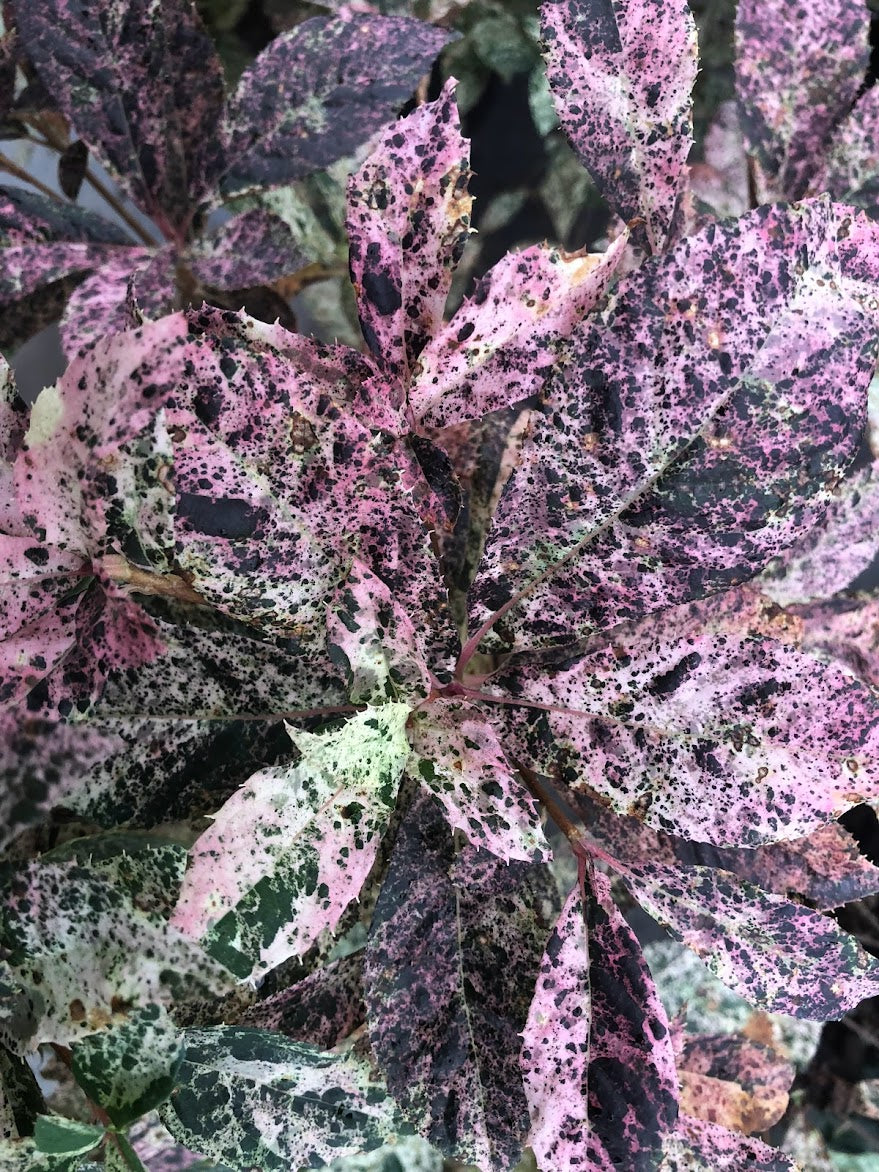 Clethra barbinervis 'Takeda Nishiki'