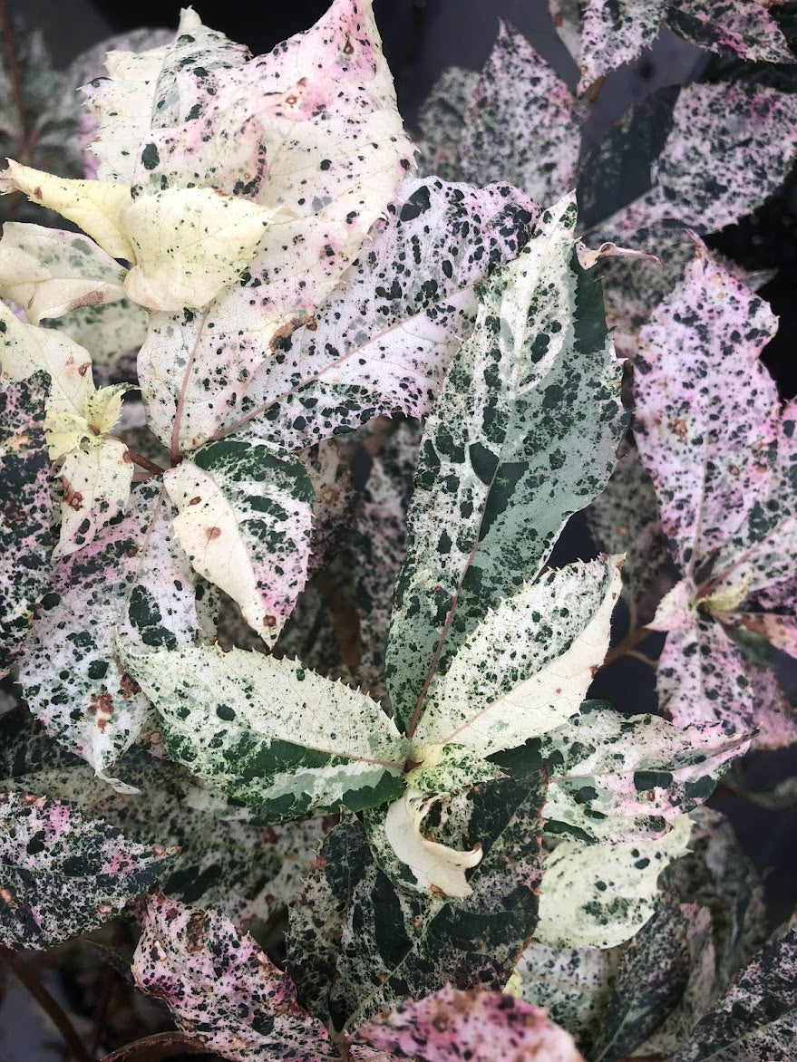 Clethra barbinervis 'Takeda Nishiki'