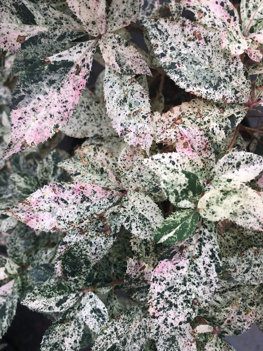 Clethra barbinervis 'Takeda Nishiki'