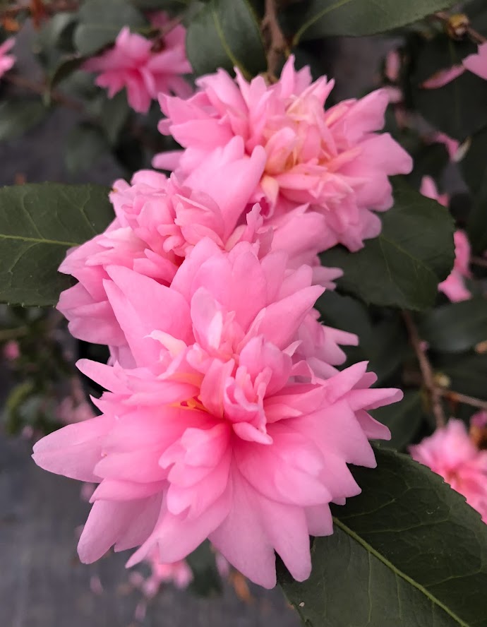 Camellia sasanqua 'Fall Festival' NEW GARDEN TREASURES RELEASE! RARE!