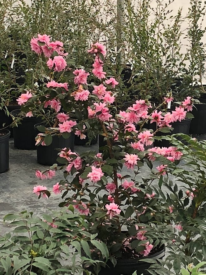 Camellia sasanqua 'Fall Festival' NEW GARDEN TREASURES RELEASE! RARE!