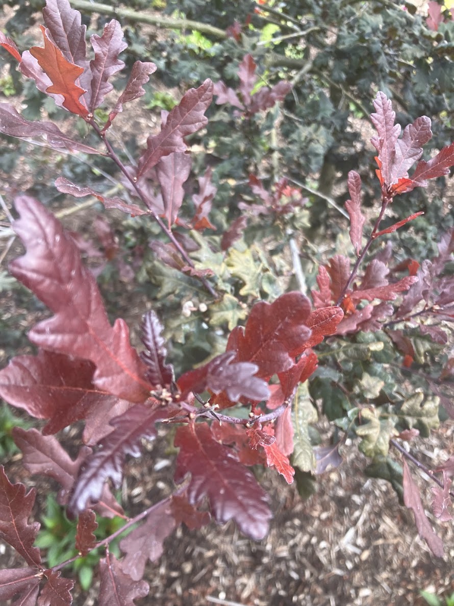 Quercus petraea 'Purpurea'