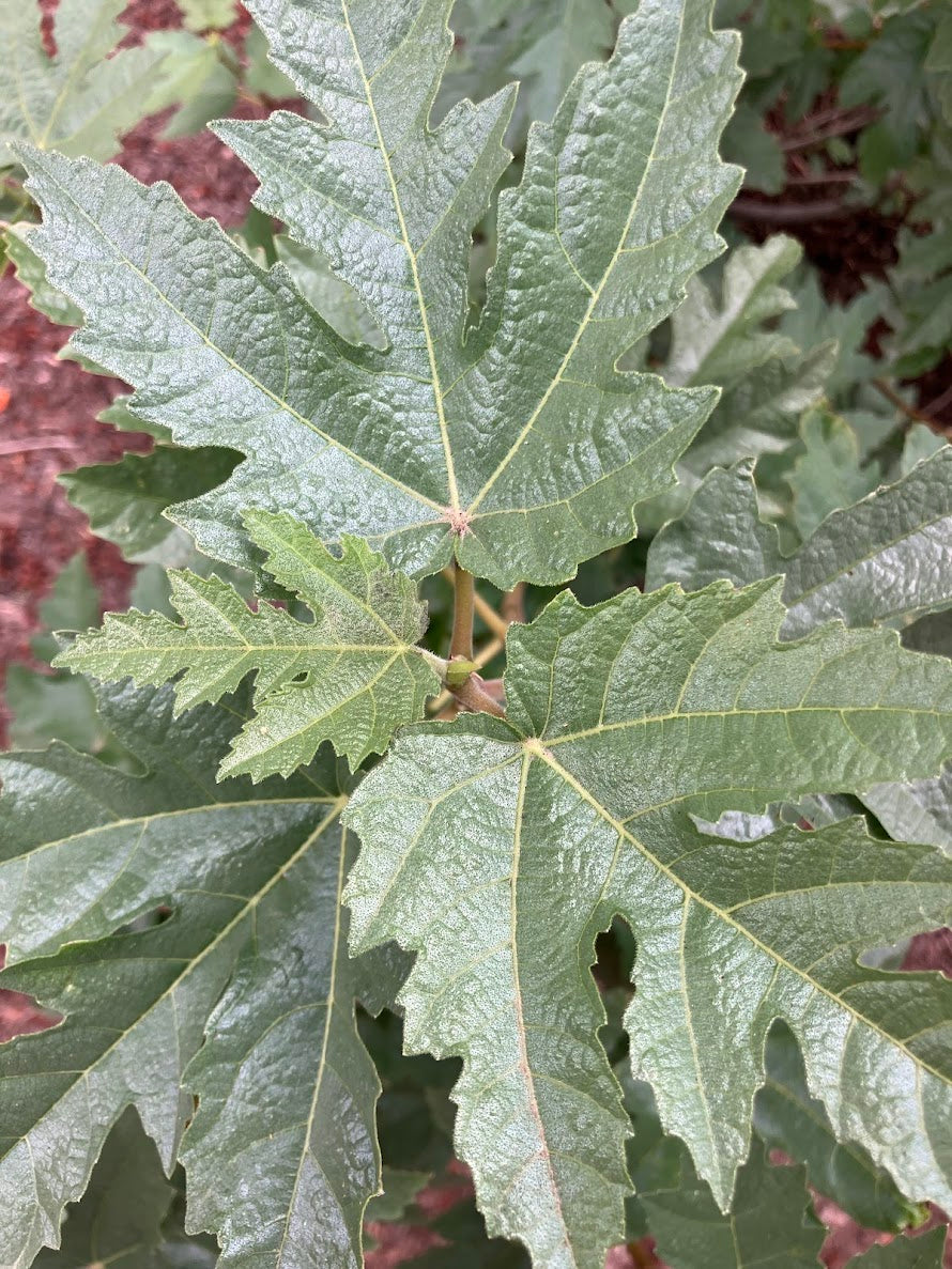 Ficus afghanistanica 'Silver Lyre'