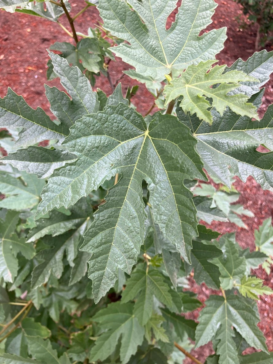 Ficus afghanistanica 'Silver Lyre'