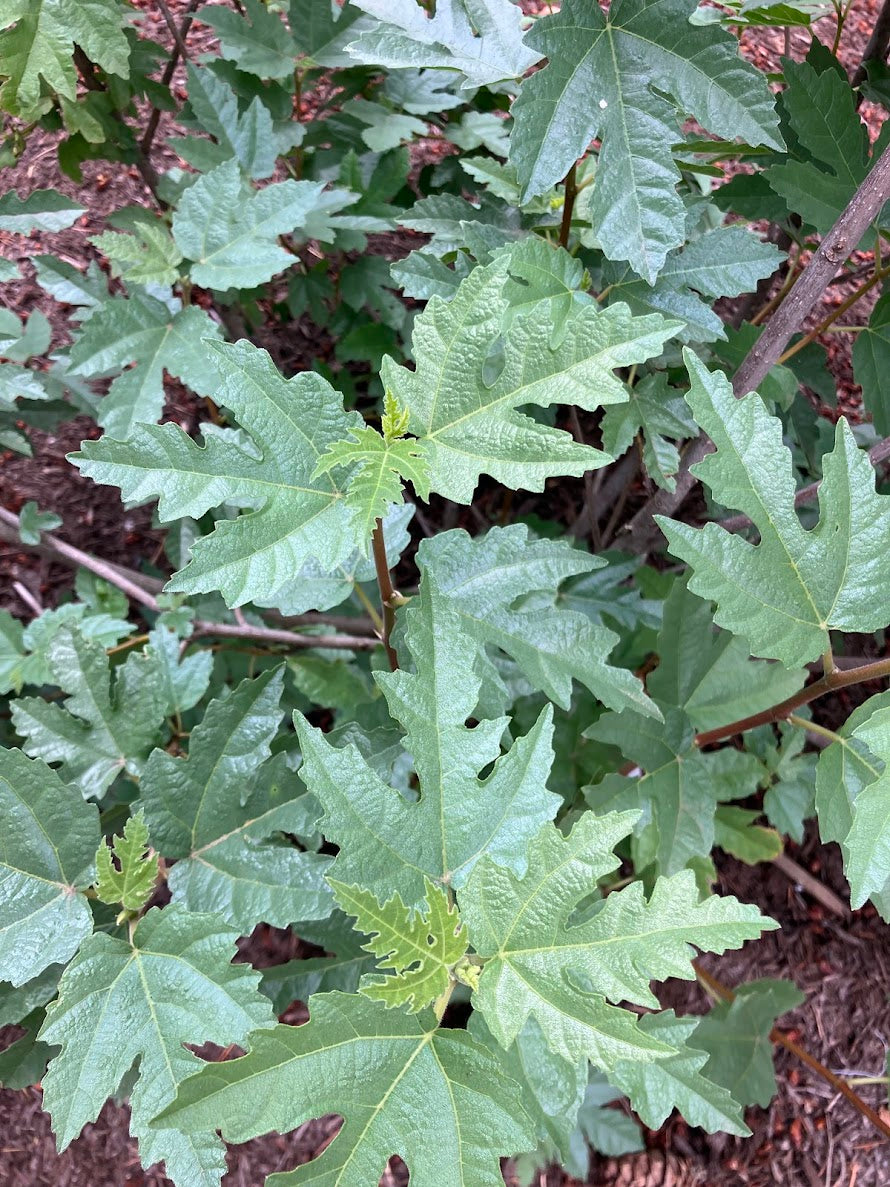 Ficus afghanistanica 'Silver Lyre'