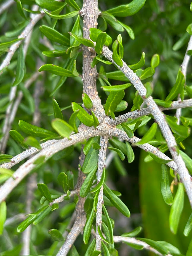 Forestiera angustifolia 'Woodlanders Weeping'