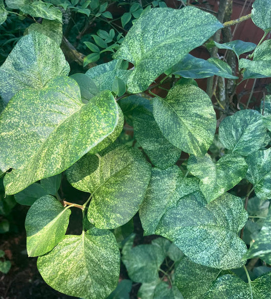 Syringa vulgaris 'Variegata' RARE