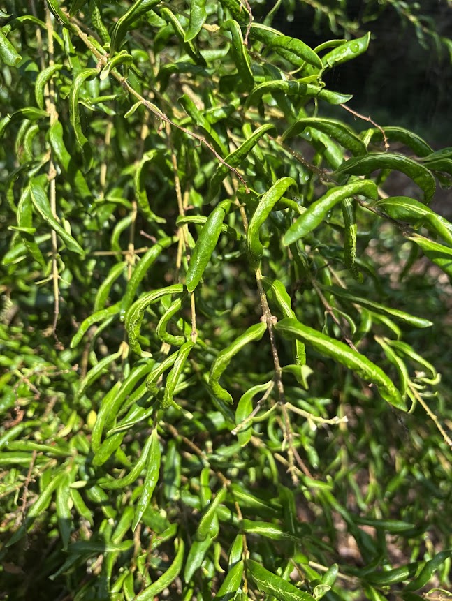 Ligustrum japonicum JLBG 1824