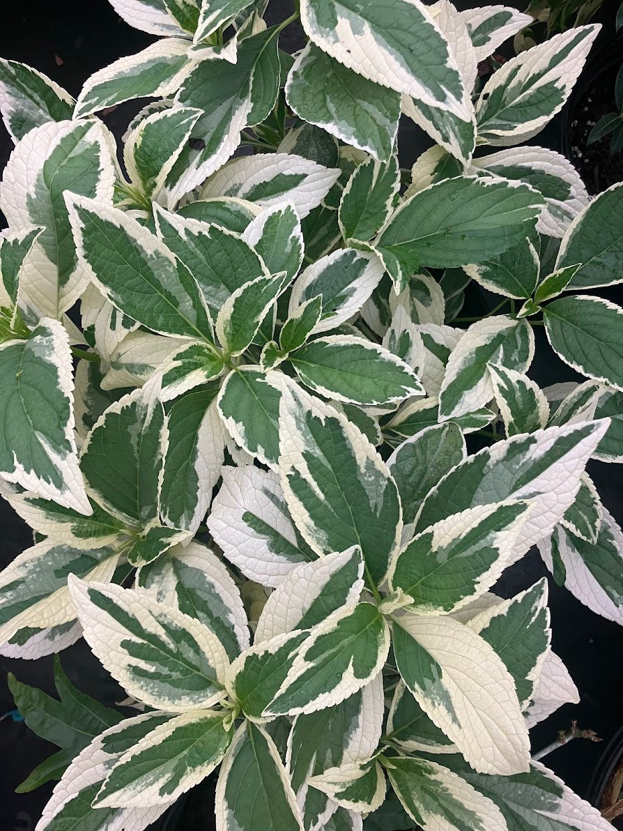 Hydrangea serrata 'Koijigahama' RARE