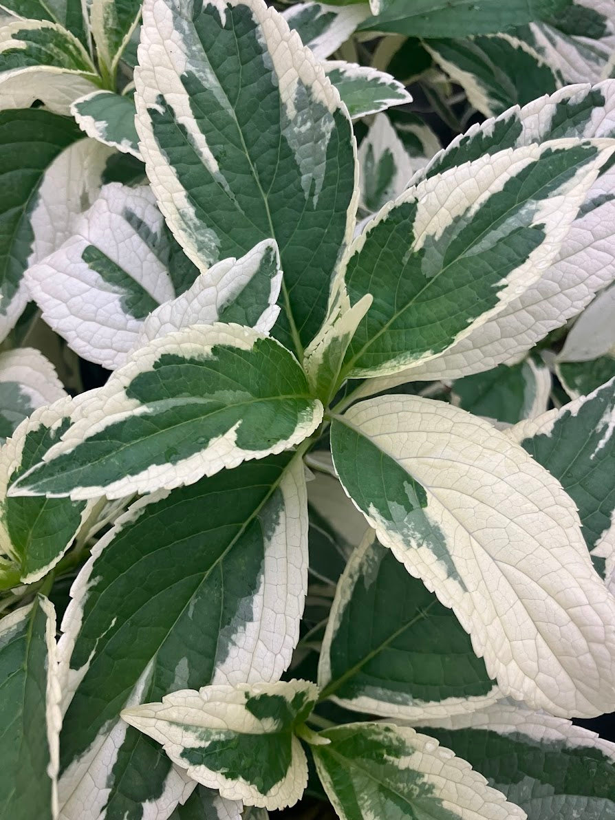 Hydrangea serrata 'Koijigahama' RARE