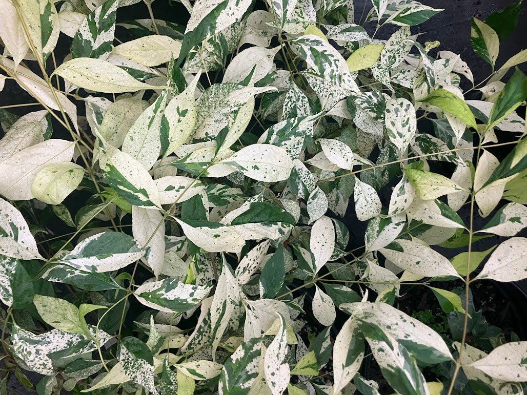Callicarpa dichotoma 'Shiji Murasaki' (Japanese Form) RARE!!!