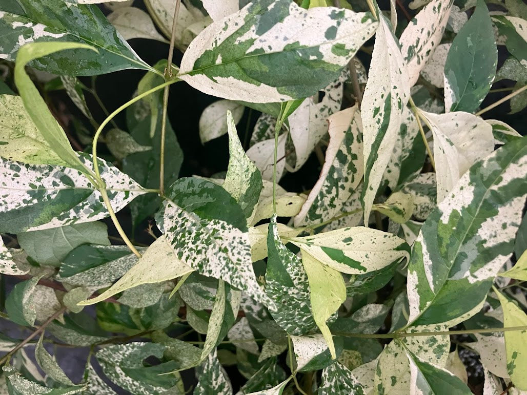 Callicarpa dichotoma 'Shiji Murasaki' (Japanese Form) RARE!!!