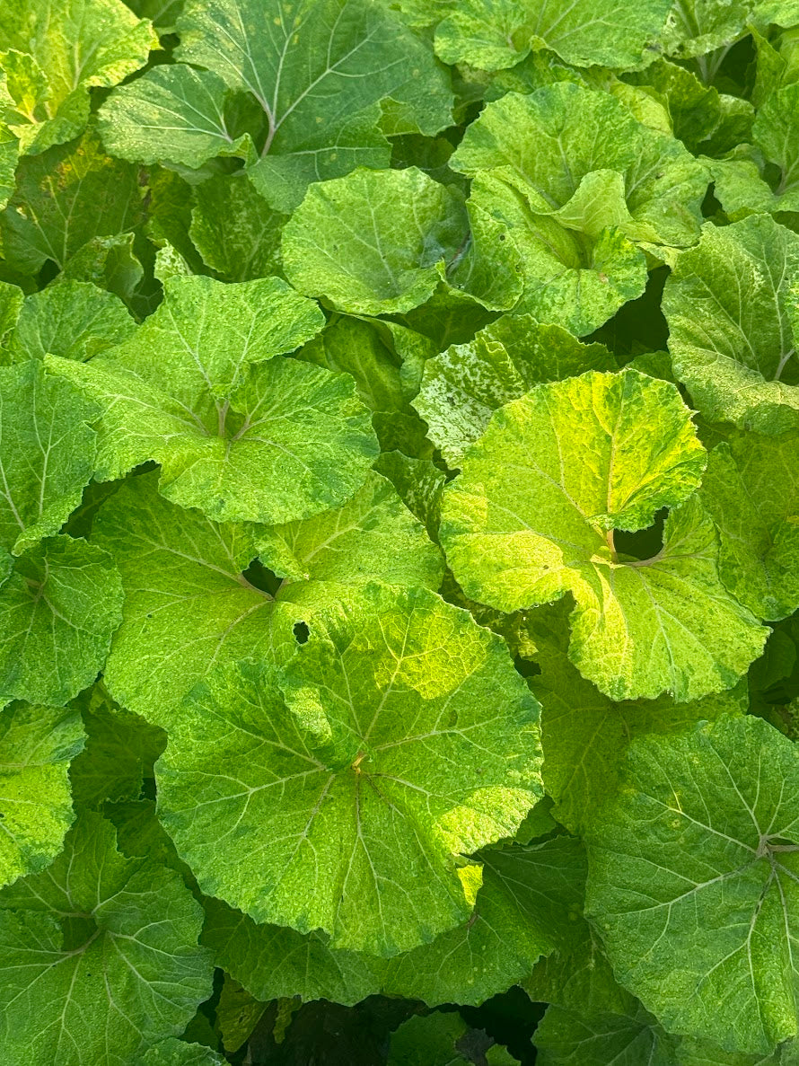 Petasites japonica 'Moonfire' EXCLUSIVE FIRST TIME WORLD RELEASE!! RARE!!!