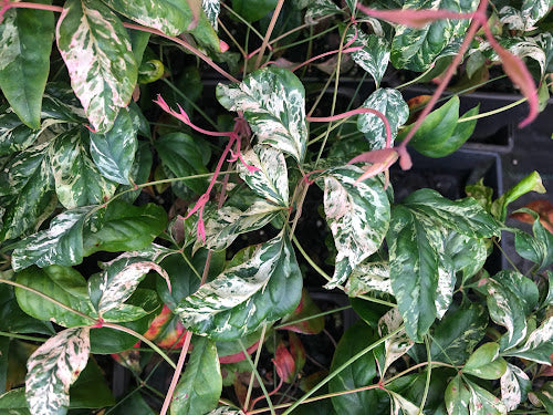 Nandina domestica 'Otafuku' RARE