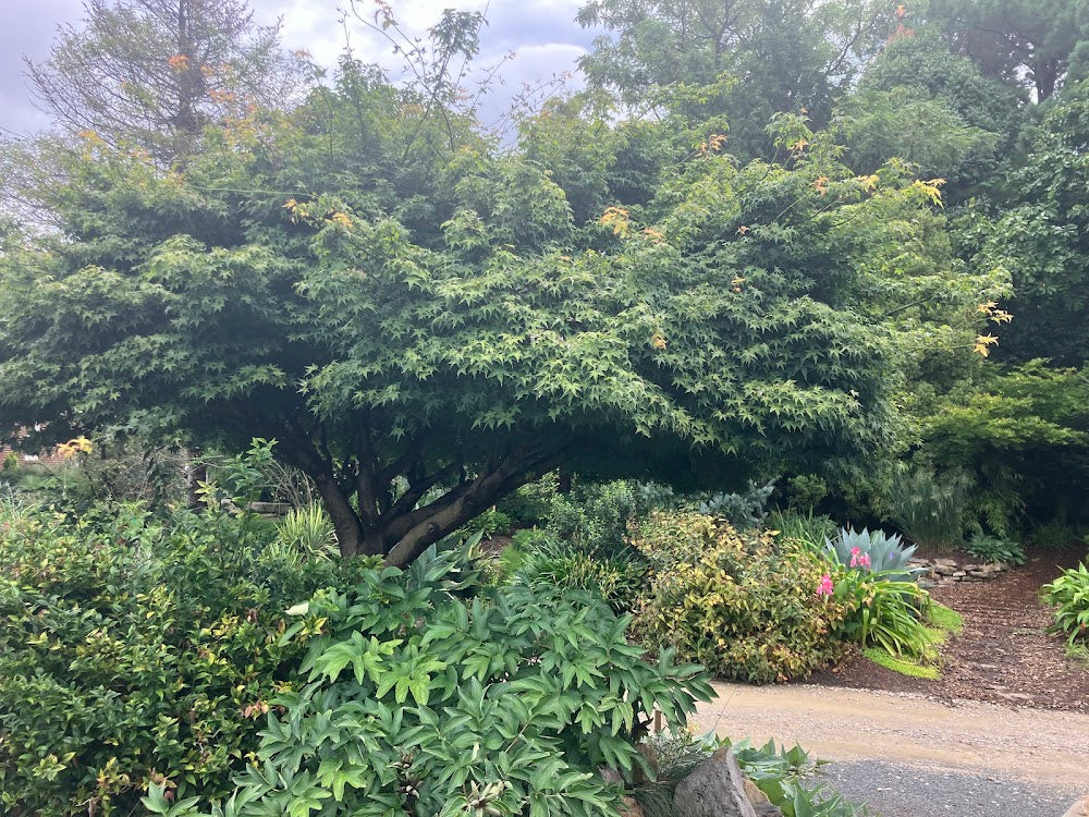Acer palmatum 'Kashima'