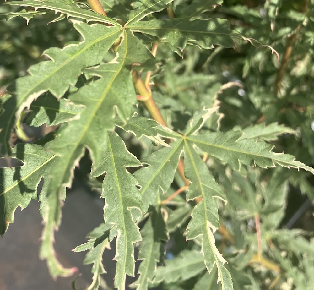 Acer palmatum 'Mama Fu'
