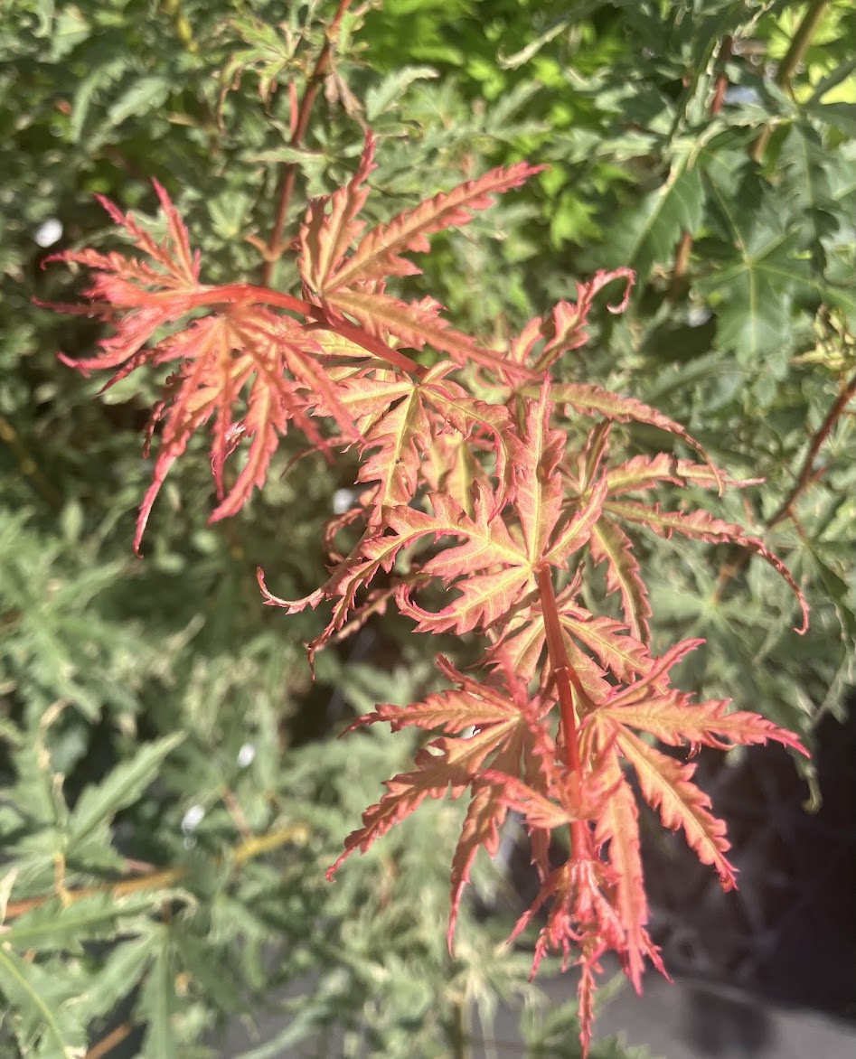 Acer palmatum 'Mama Fu'