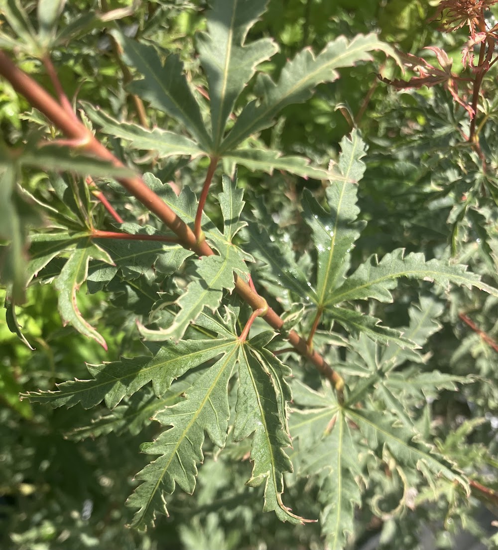 Acer palmatum 'Mama Fu'