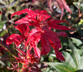 Acer palmatum 'Alpine Sunrise'