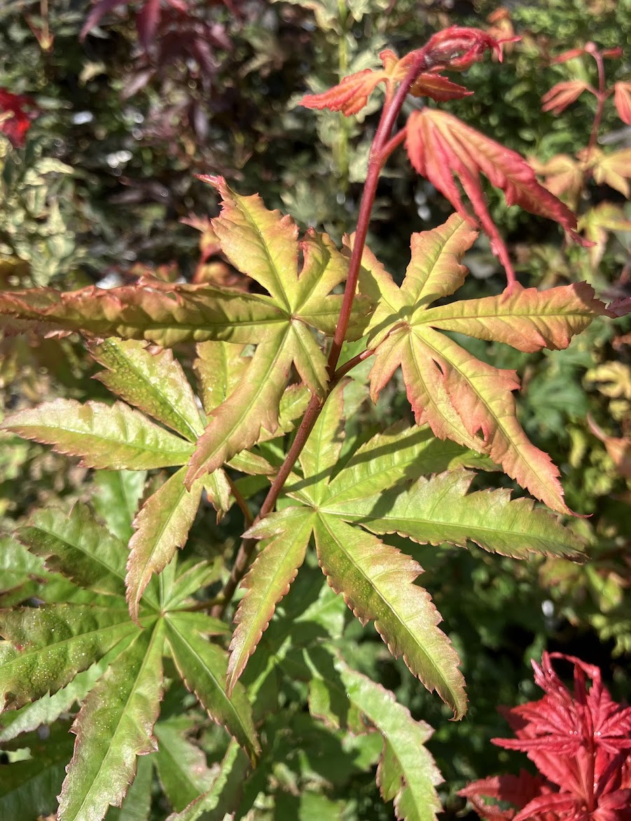 Acer palmatum 'Alexandre'