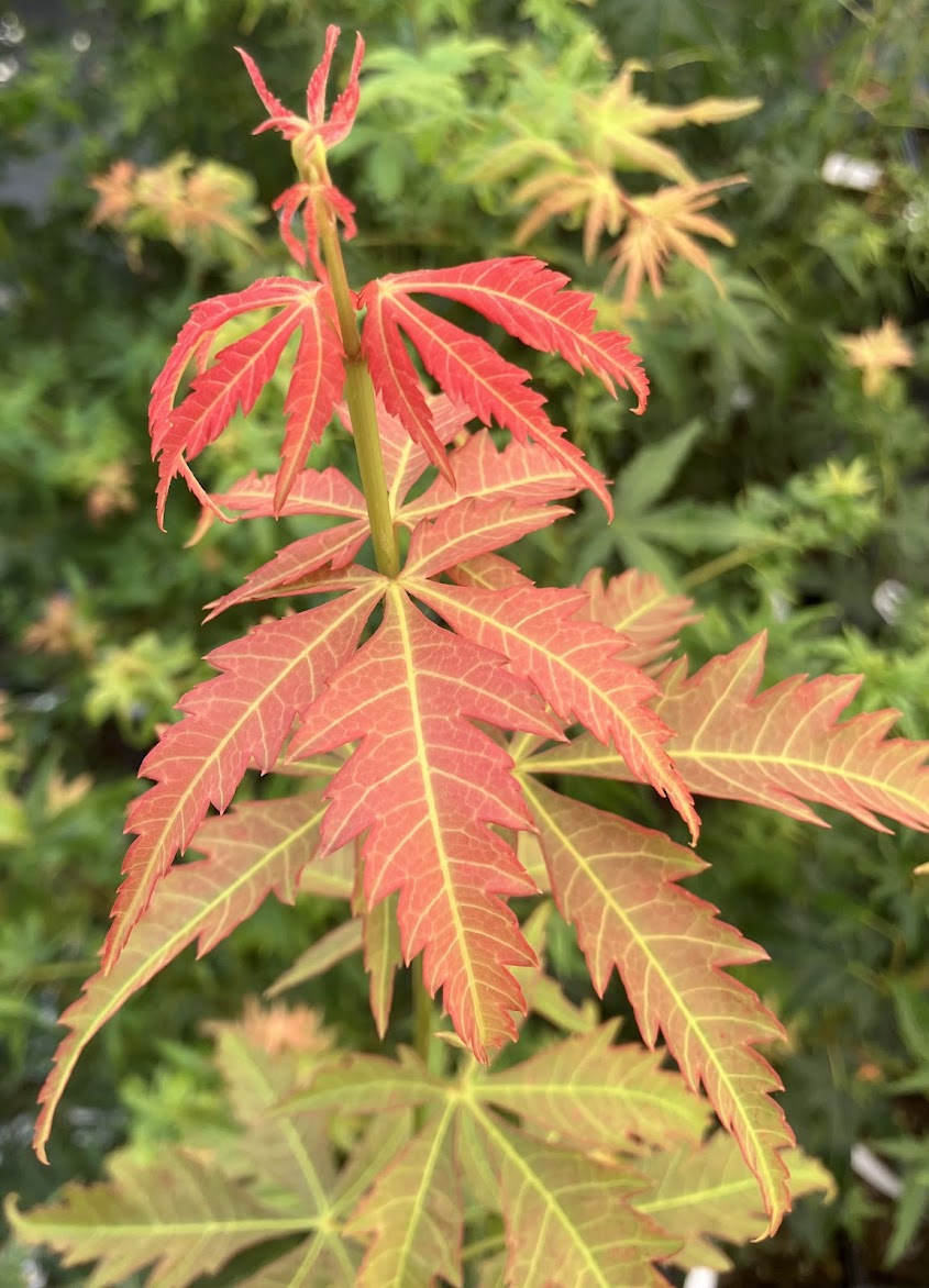 Acer elegantulum x palmatum 'Johnnie's Giant'