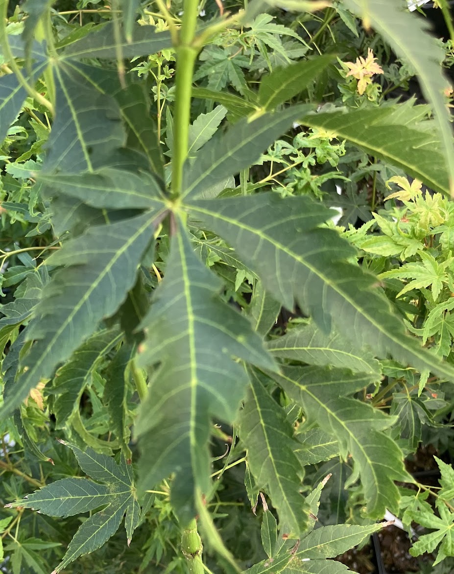 Acer elegantulum x palmatum 'Johnnie's Giant'