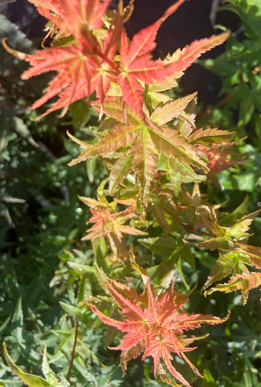 Acer palmatum 'Hino Tori Nishiki'