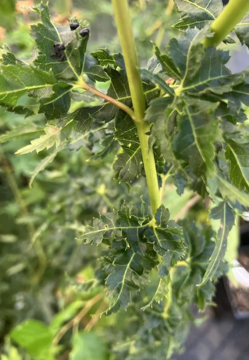 Acer palmatum 'Krazy Krinkle'