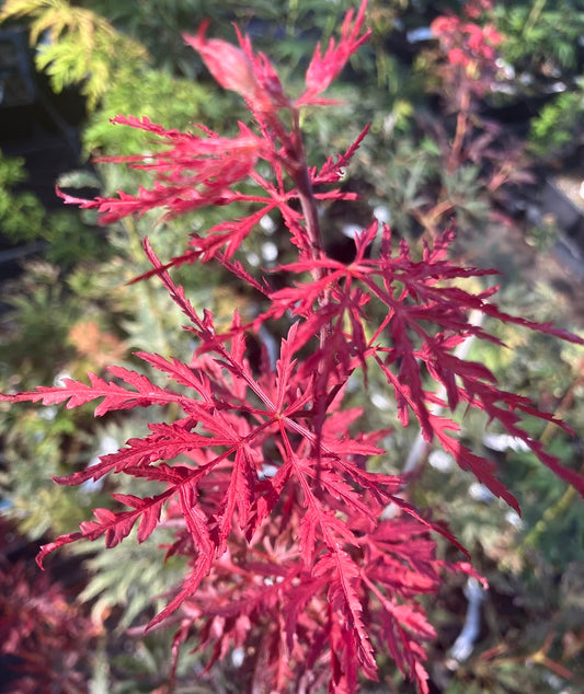 Acer palmatum 'Garnet Tower'