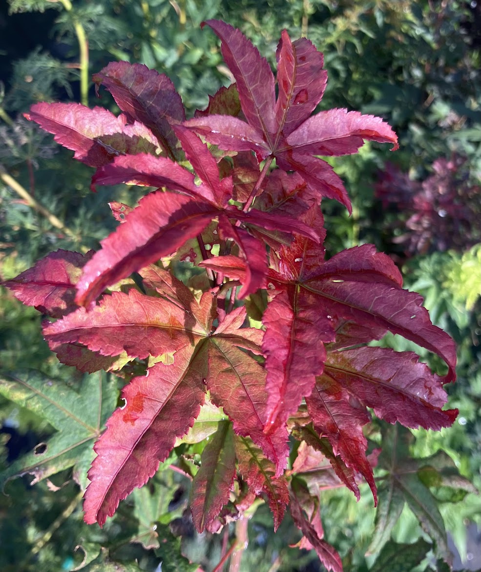 Acer palmatum 'Jubilee'