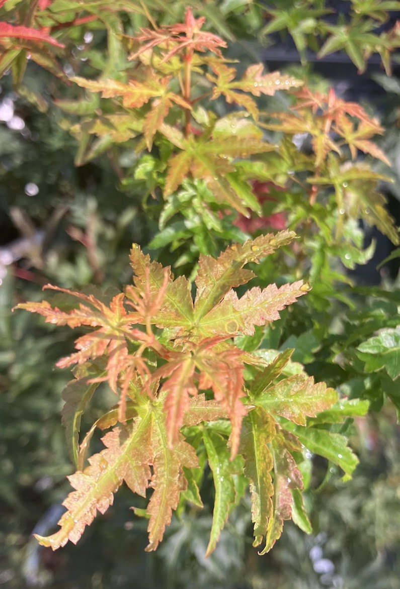 Acer palmatum 'Goshiki Kotohime'