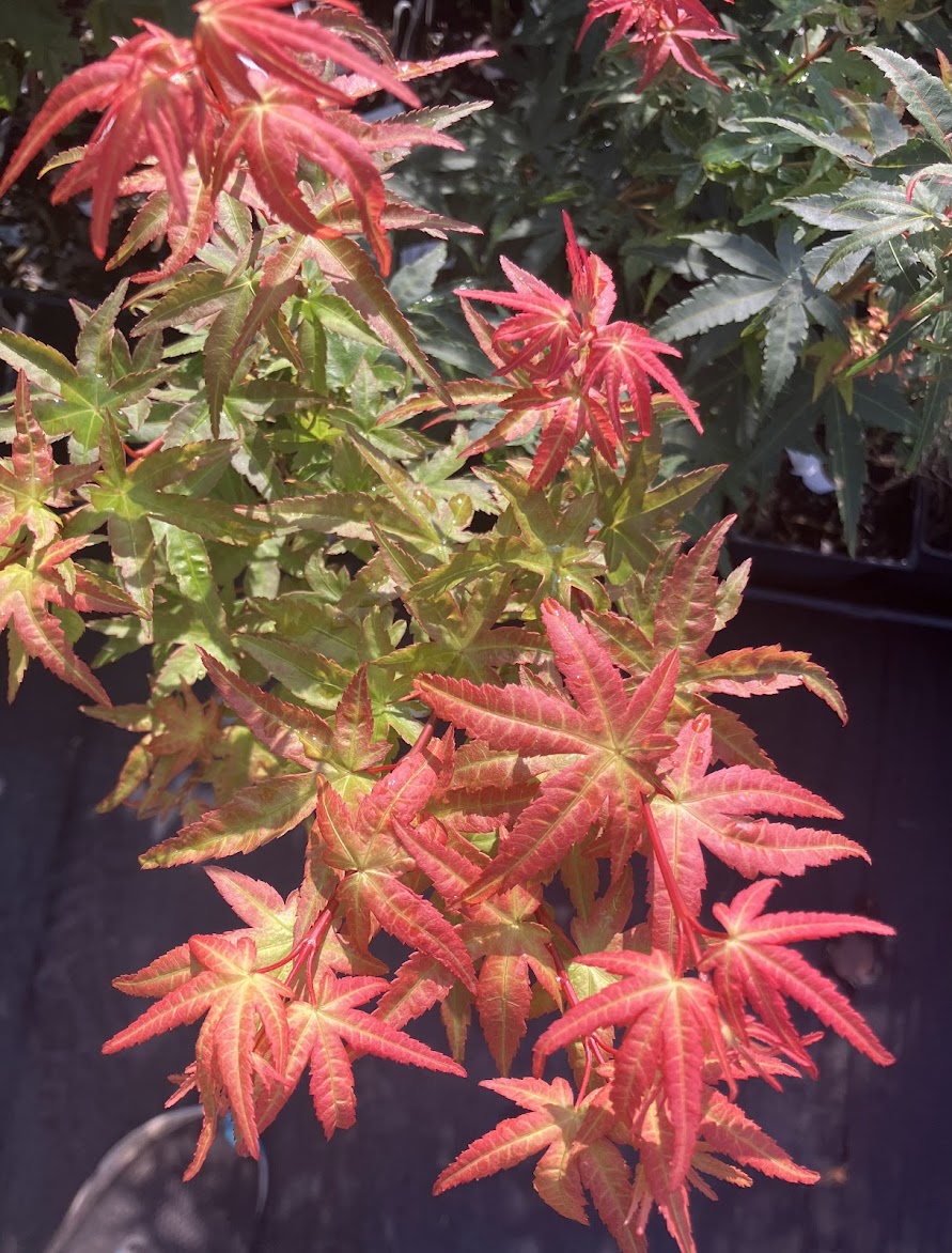 Acer palmatum 'Ikandi'
