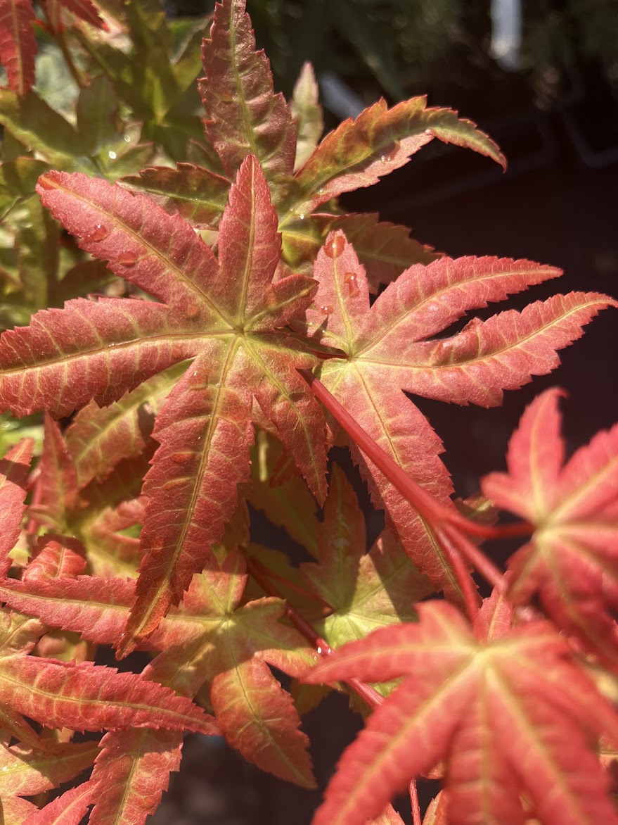 Acer palmatum 'Ikandi'
