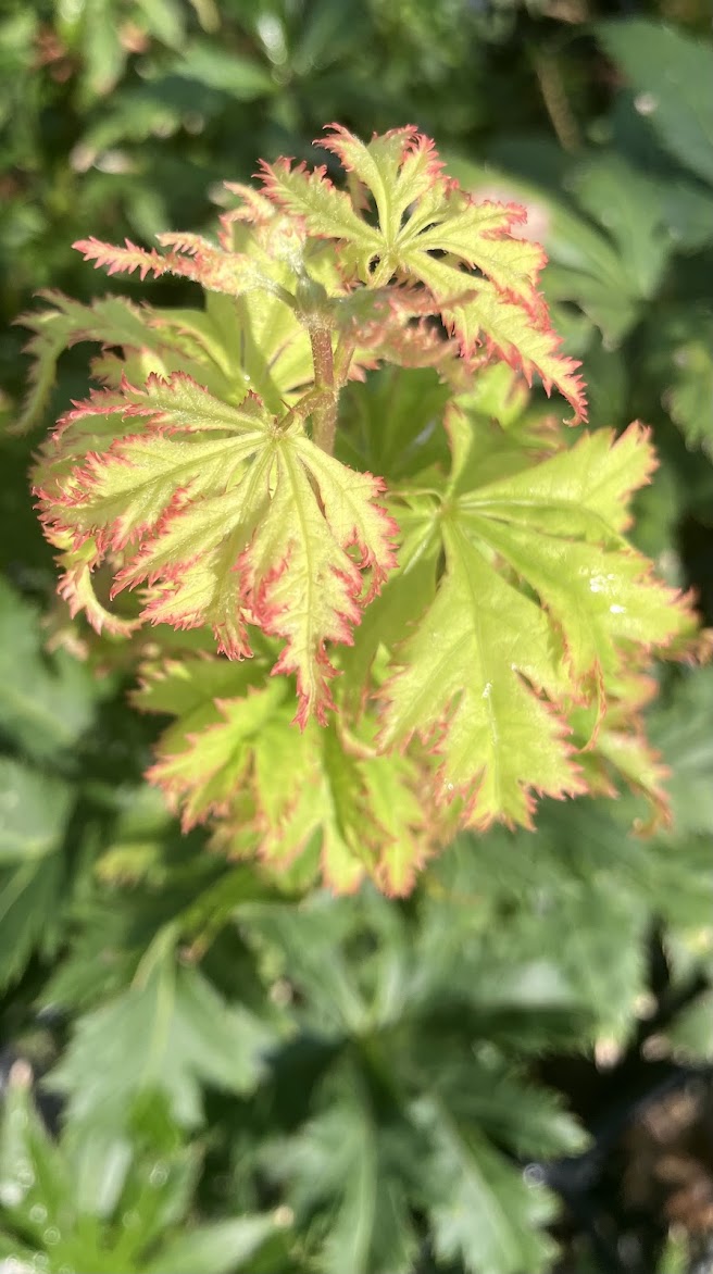 Acer palmatum 'Koyuki'