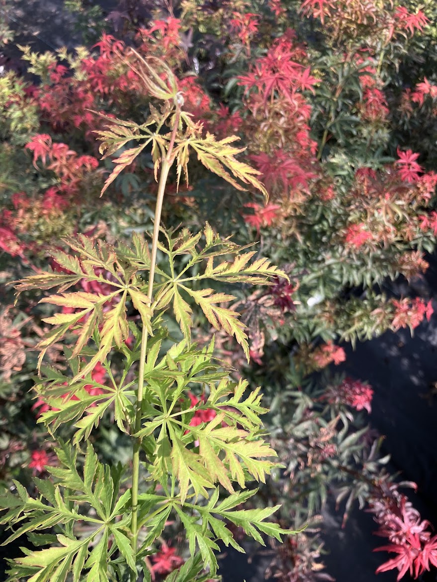 Acer palmatum 'Lemon Lime Lace'