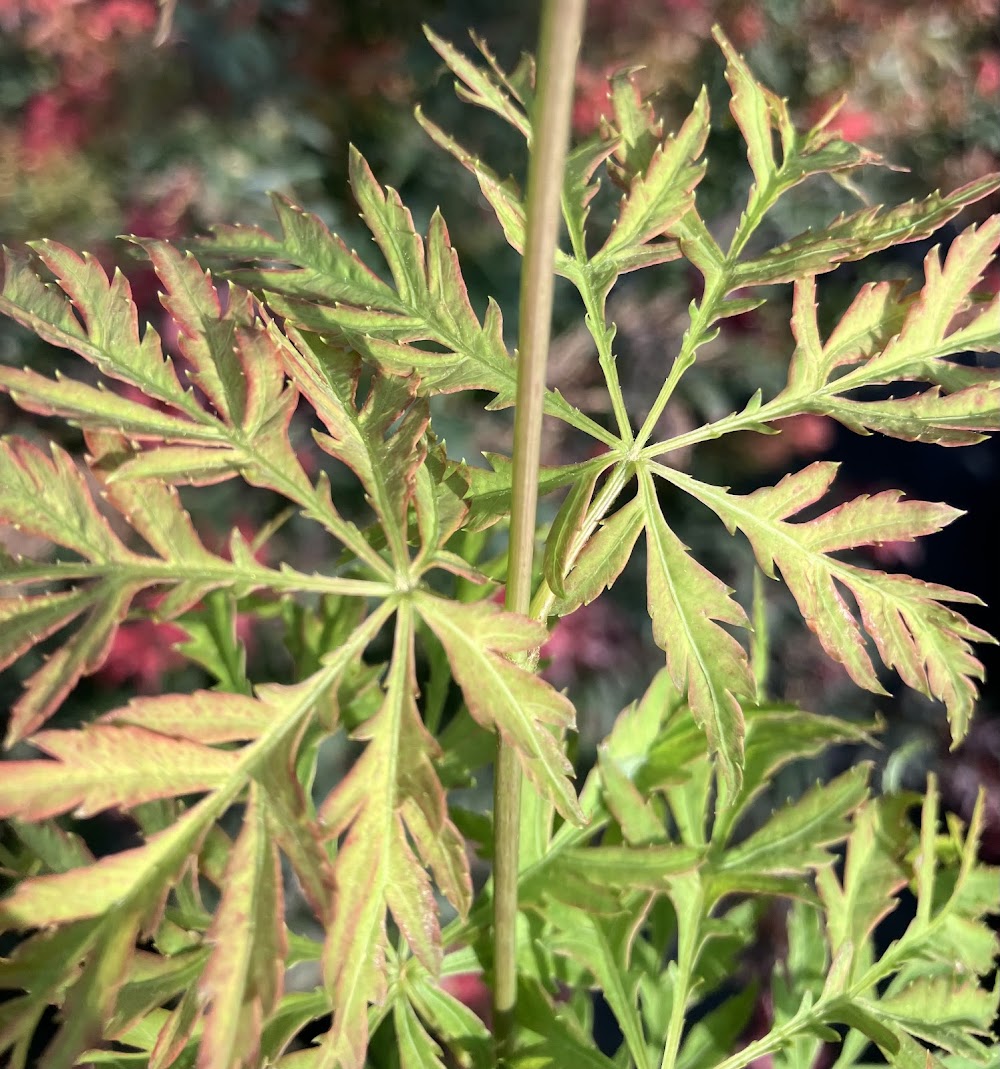 Acer palmatum 'Lemon Lime Lace'