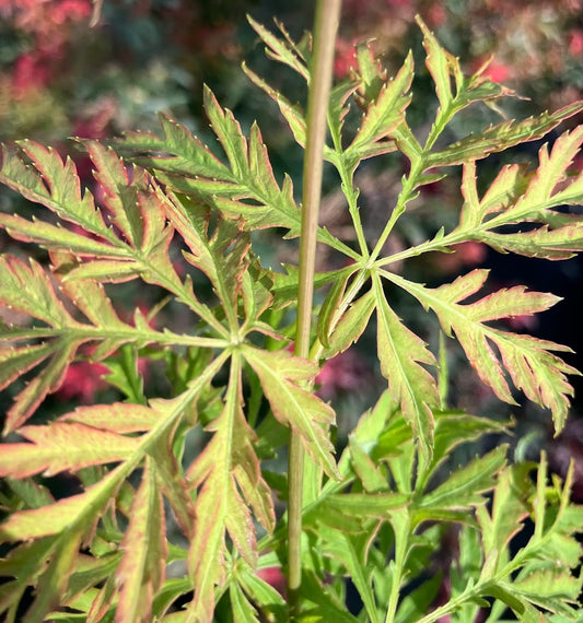 Acer palmatum 'Lemon Lime Lace'