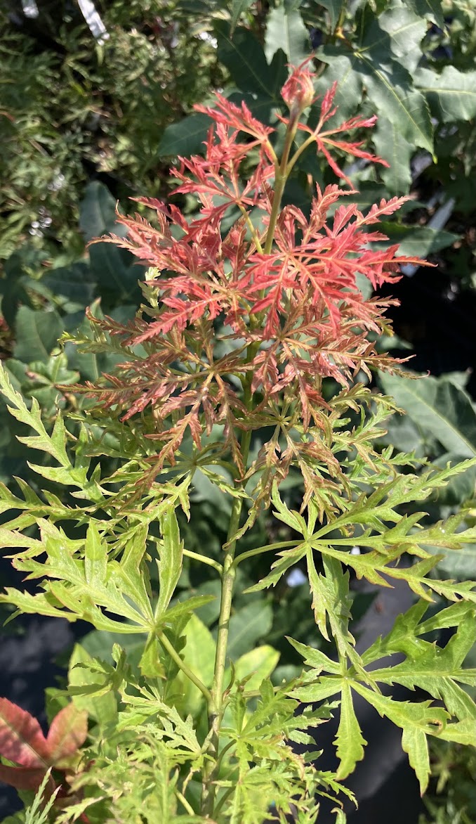 Acer palmatum 'Otto's Dissectum'