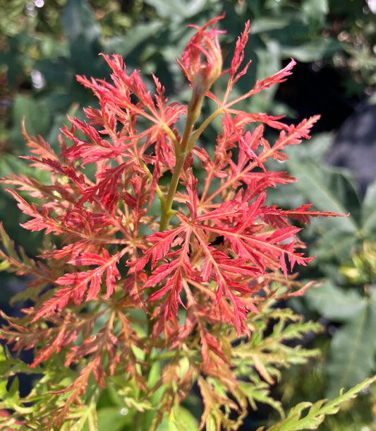 Acer palmatum 'Otto's Dissectum'
