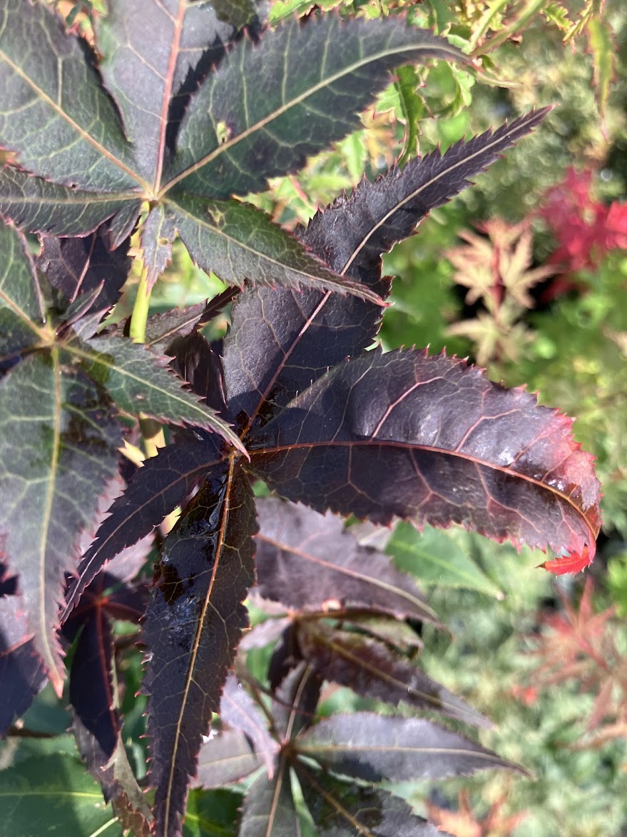Acer palmatum 'Ogon Sarasa'