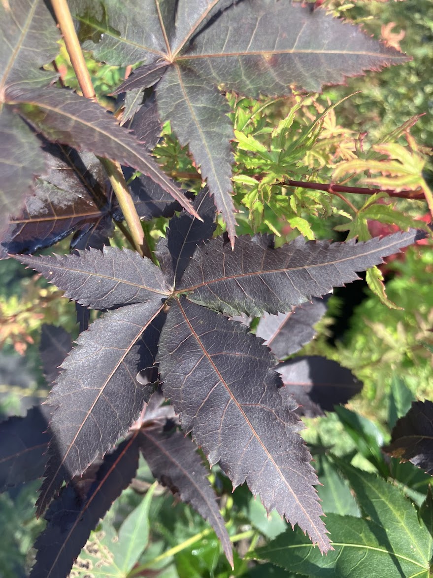 Acer palmatum 'Ogon Sarasa'