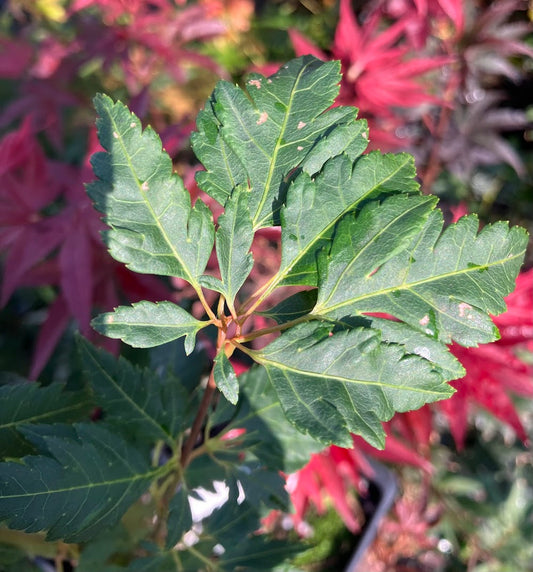 Acer palmatum 'Momenshide'