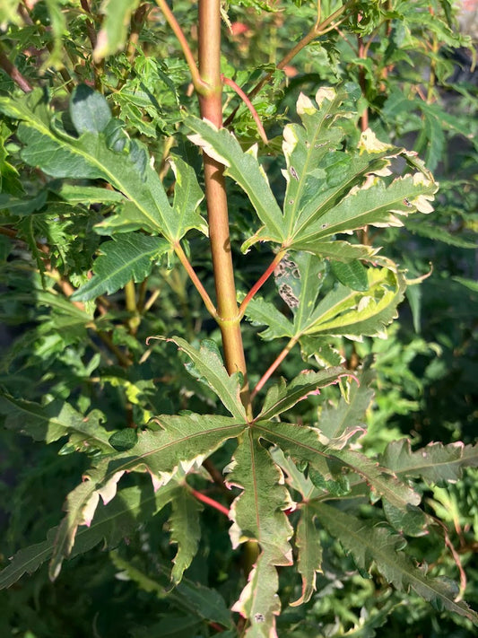 Acer palmatum 'Milky Way'