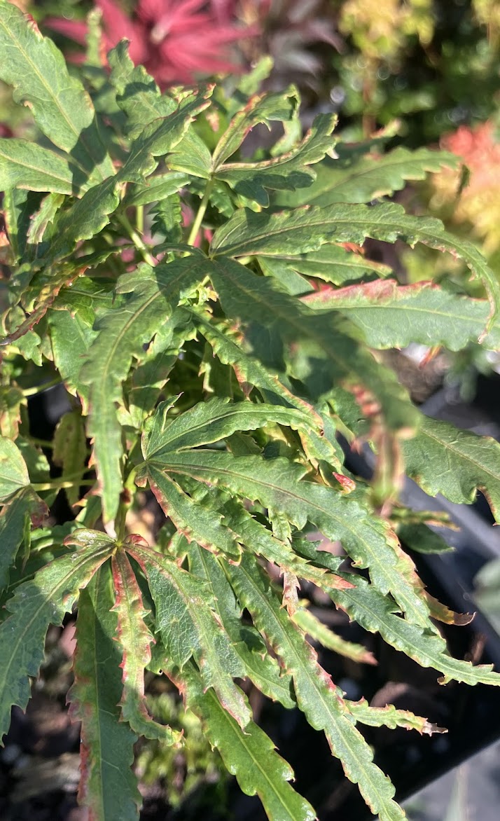 Acer palmatum 'Lily Pad'