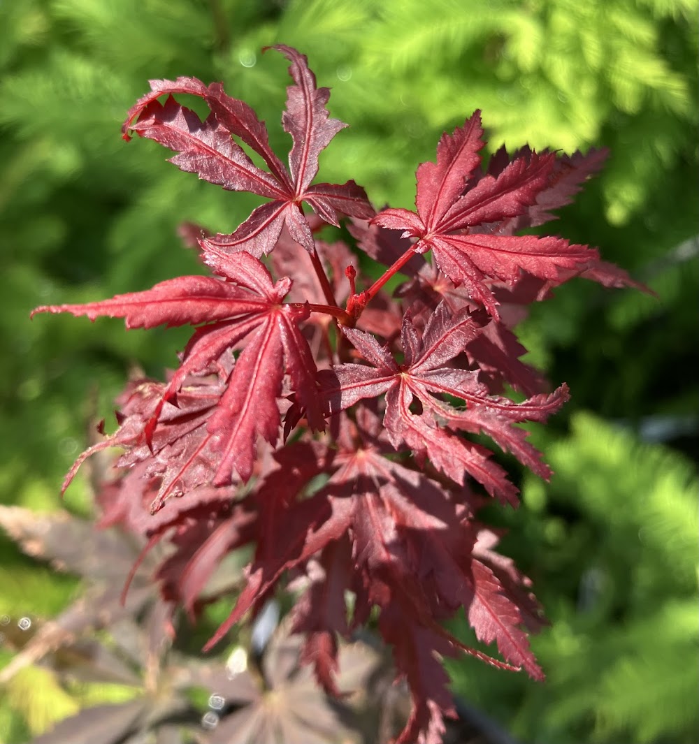 Acer palmatum 'Red Saber'