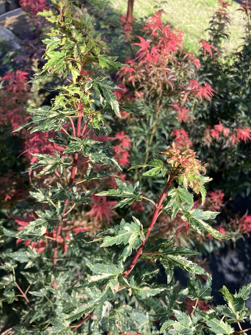 Acer palmatum 'Ryugu'
