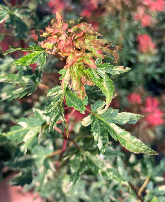 Acer palmatum 'Ryugu'