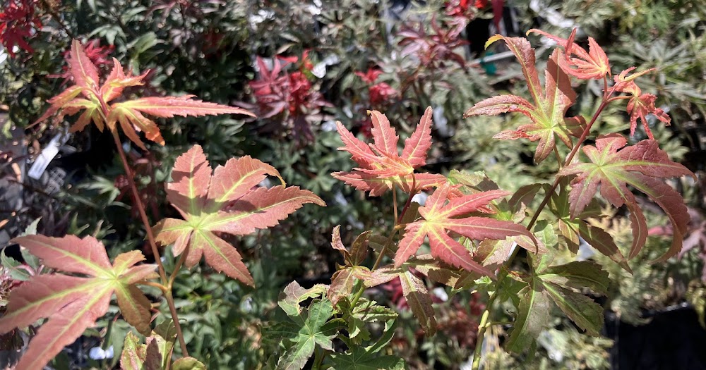 Acer palmatum 'Spring Blast'