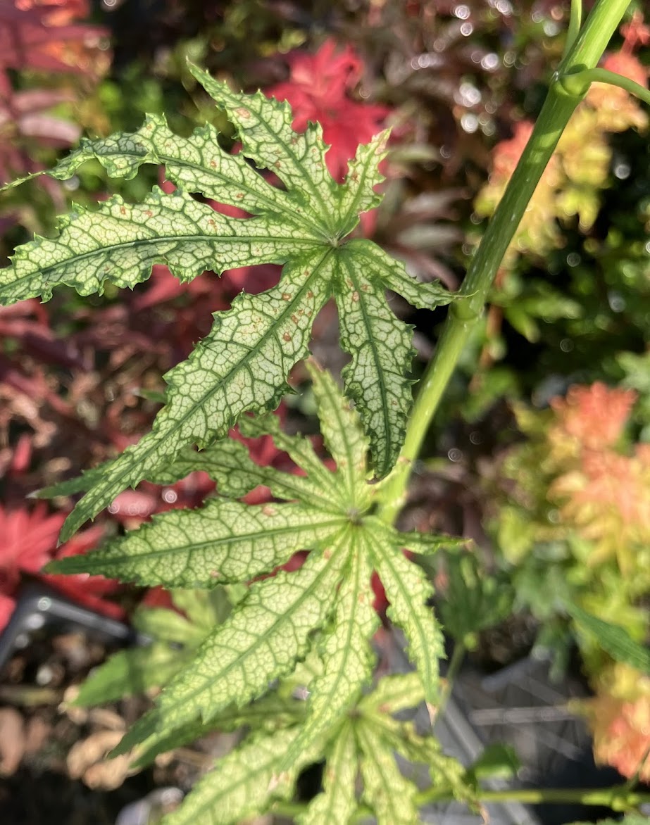 Acer palmatum 'Spring Blast'