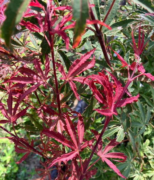 Acer palmatum 'Shirazz'